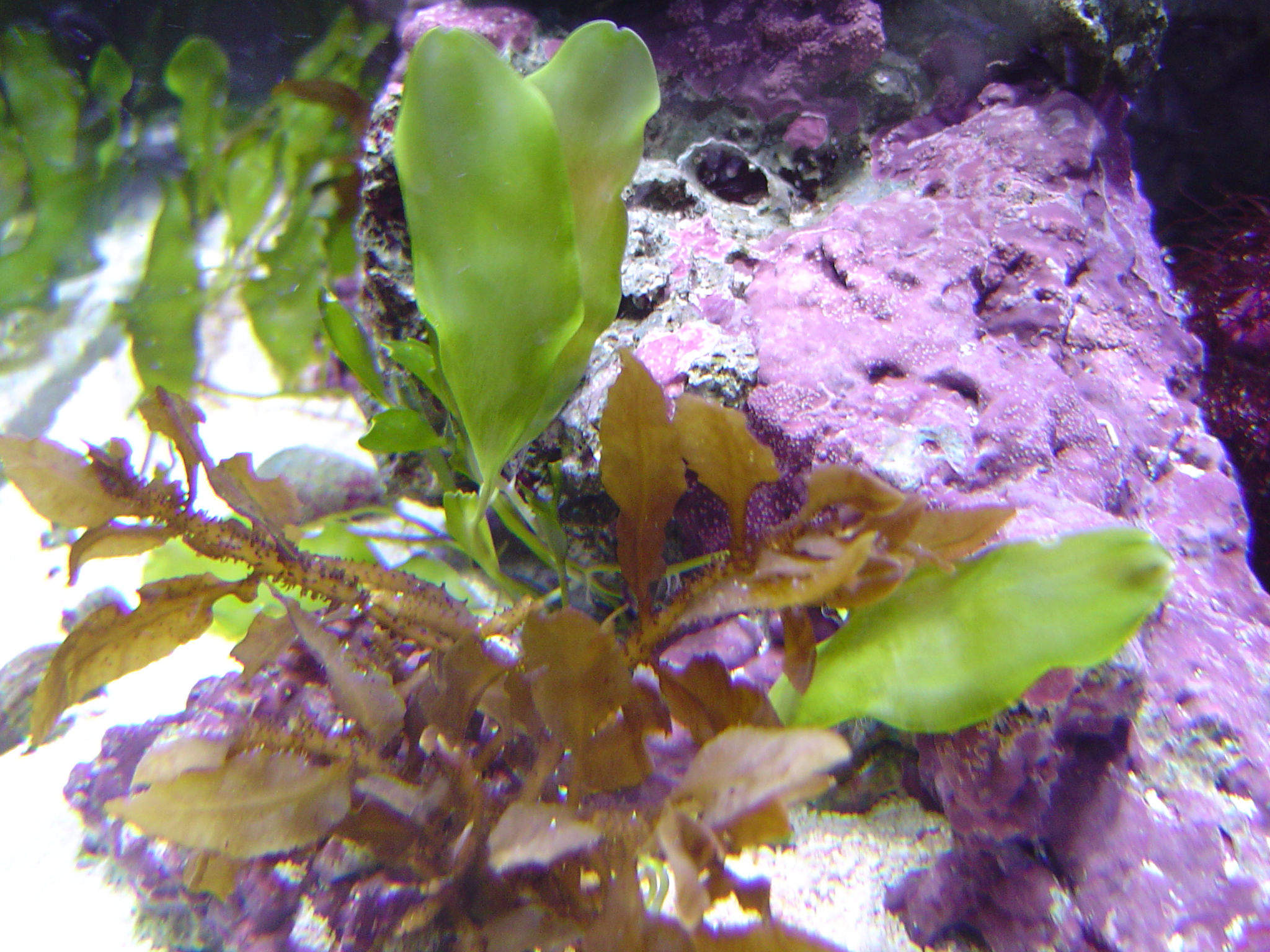 kelp and coral