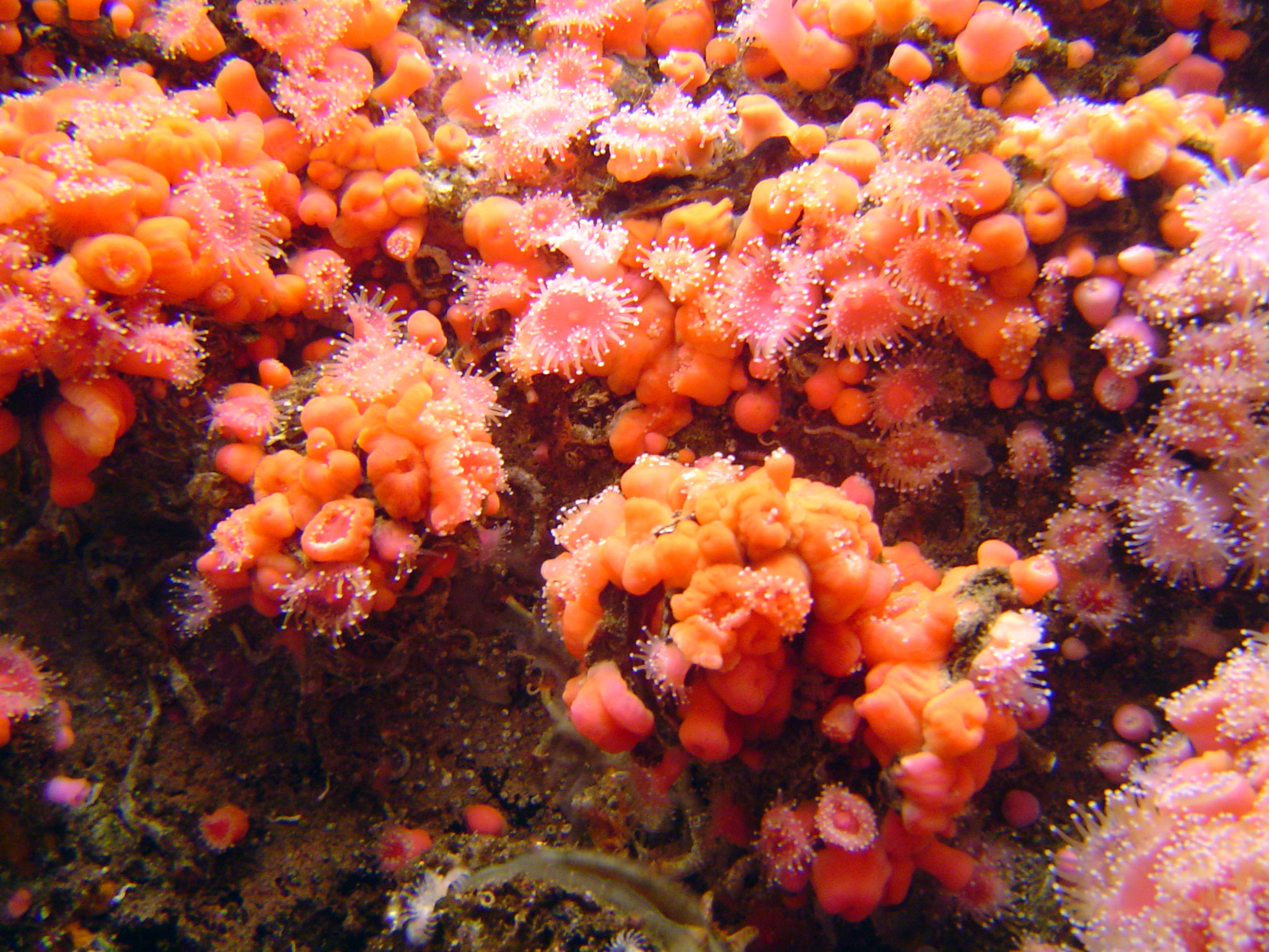 coral_orange_polips_02078.JPG