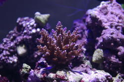 1279-hard_corals_0199.JPG