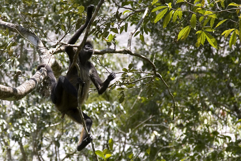 Free Images  Business on Free Stock Photo 1707 Monkey Business   Freeimageslive