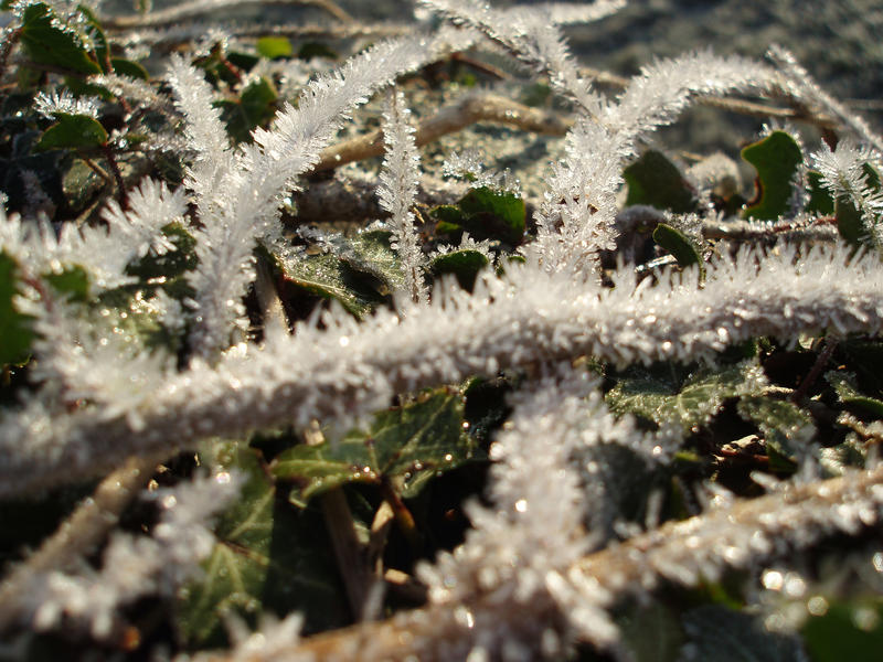 frost crystals growing on ivy runners on a cold winter morning