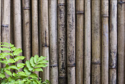 6306   Dried bamboo background