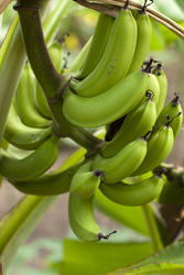 6314   Cluster of fresh bananas