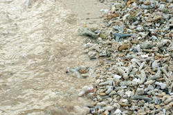 6308   Broken coral on a beach