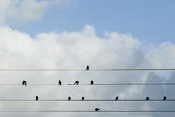 6242   Flock of birds on overhead cables