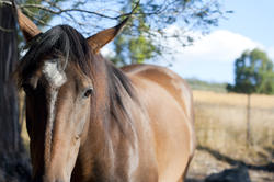 6254   Face of a brown horse