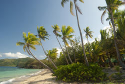 6320   Coconut palms on the seashore