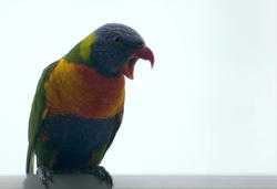 6244   Colourful rainbow lorikeet