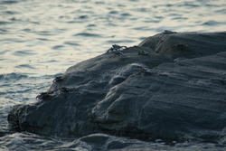 6303   Marine crabs scuttling over rocks