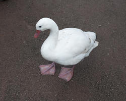 6246   White domestic goose