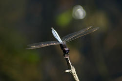 6258   Dragonfly with outspread wings