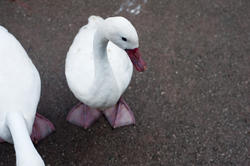 6346   Domestic goose in farmyard