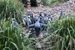 6368   Humbolt penguins walking to a pond