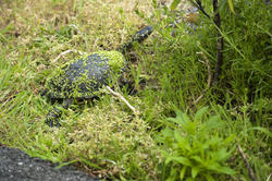 6263   Eastern long neck turtle