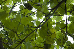 6326   Large green leaves giving shade