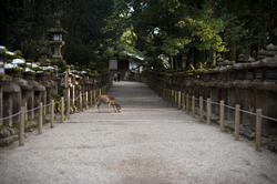 6075   Kasuga Taisha Lanterns