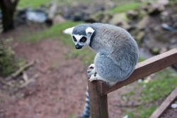 6404   Ring tailed lemur closeup