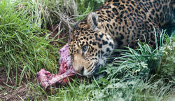 6382   Leopard feeding in grass