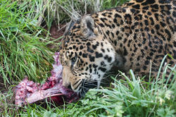 6383   Leopard gnawing on a bone