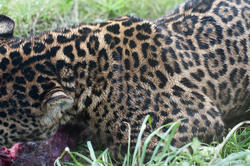 6270   A leopard eating