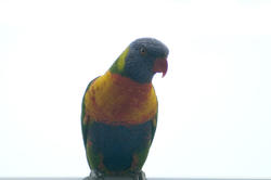 6350   Multicoloured rainbow lorikeet