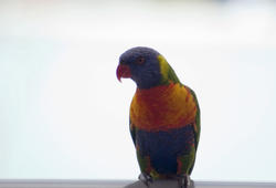 6351   Rainbow lorikeet on a perch