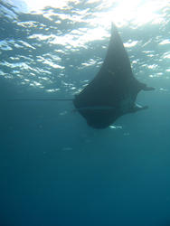 6304   Manta ray feeding on plankton