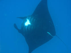 6305   Manta ray filter feeding