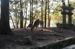 6083   Wild Nara Deer