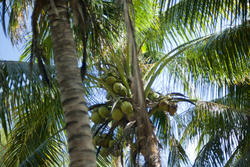 6327   Coconuts growing in a palm tree