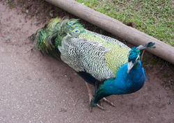 6354   Colourful plumage of male peacock