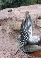 6355   Back view of peacocks display