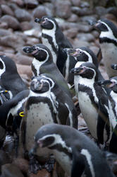 6360   Group of Humbolt penguins