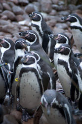 6361   Group of humbolt penguins