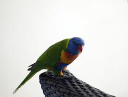 6362   Rainbow lorikeet on wicker chair