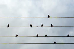 6363   Birds preening on electrical wires