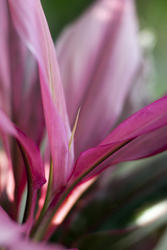 6328   Pink cordyline flower