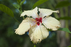 6315   Beautiful yellow hibiscus flower