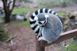 6274   Ring tailed lemur on a fence post