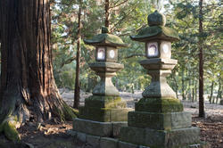 6113   Kasuga Taisha Lanterns