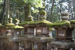 6115   Kasuga Taisha Lanterns