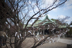 6117   Omikuji fortunes