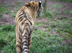 6278   Tiger walking away