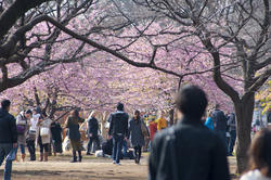 6147   yoyogi park blossom