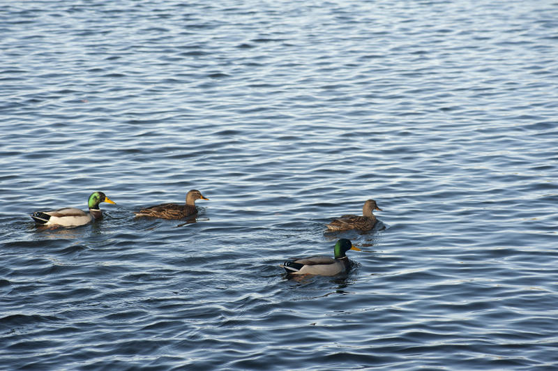 Two pairs of Mallard ducks swimming in a duck pond on rippling water with copyspace