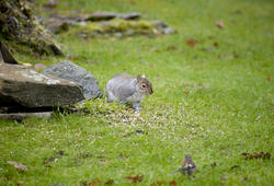 9836   Grey squirrel eating seeds in a garden