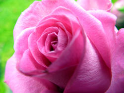 9832   rose flower