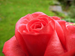 9833   red rose