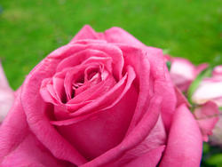 9834   pink rose