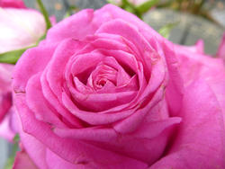 9835   pink rose flower